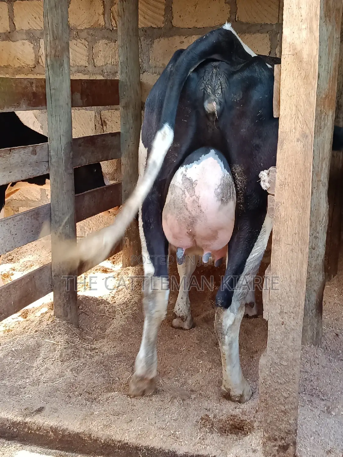Friesian Heifer For Sale In Githunguri
