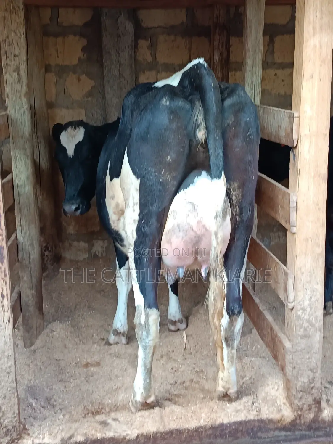 Friesian Heifer For Sale In Githunguri