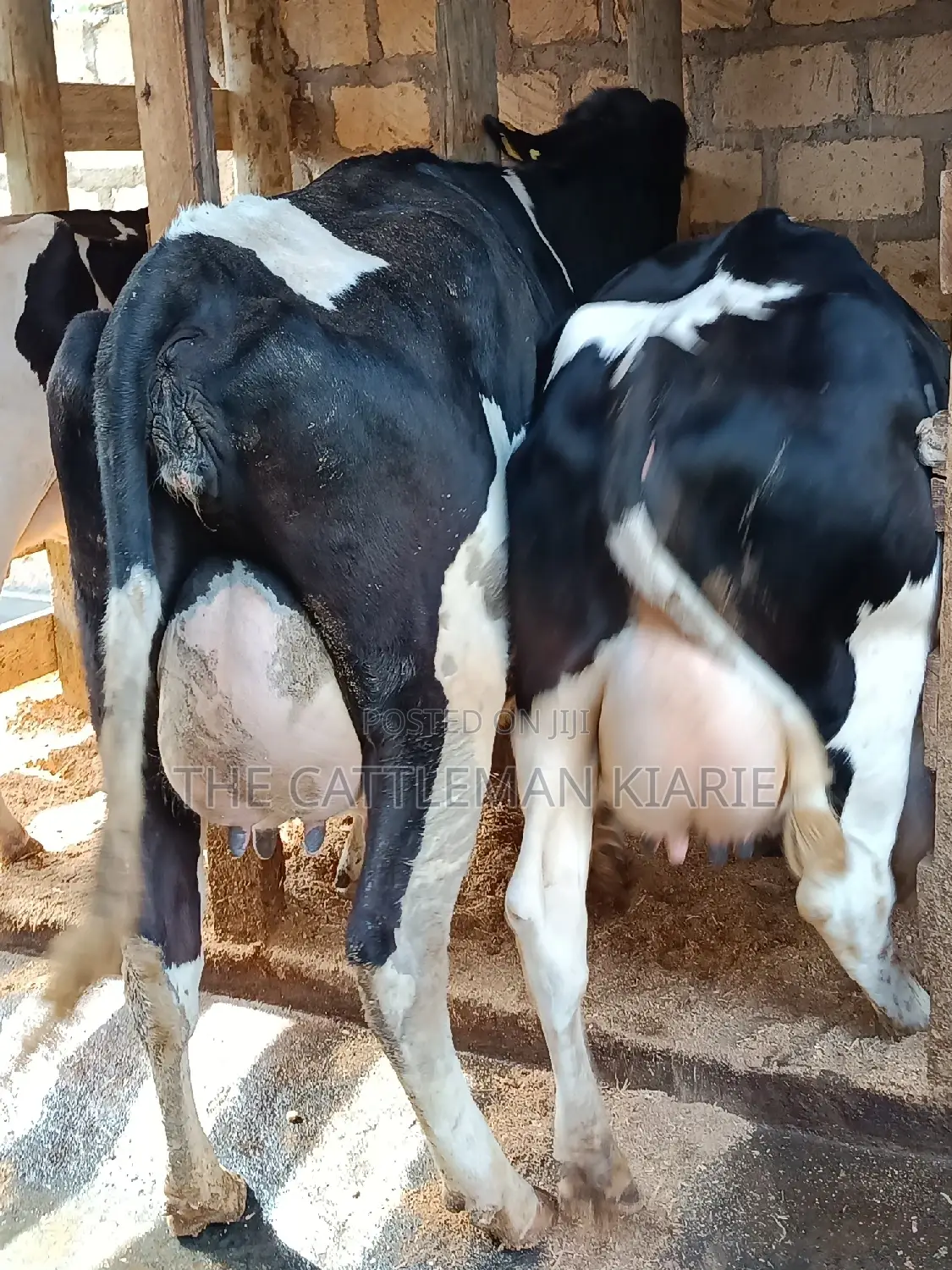Friesian Heifer For Sale In Githunguri