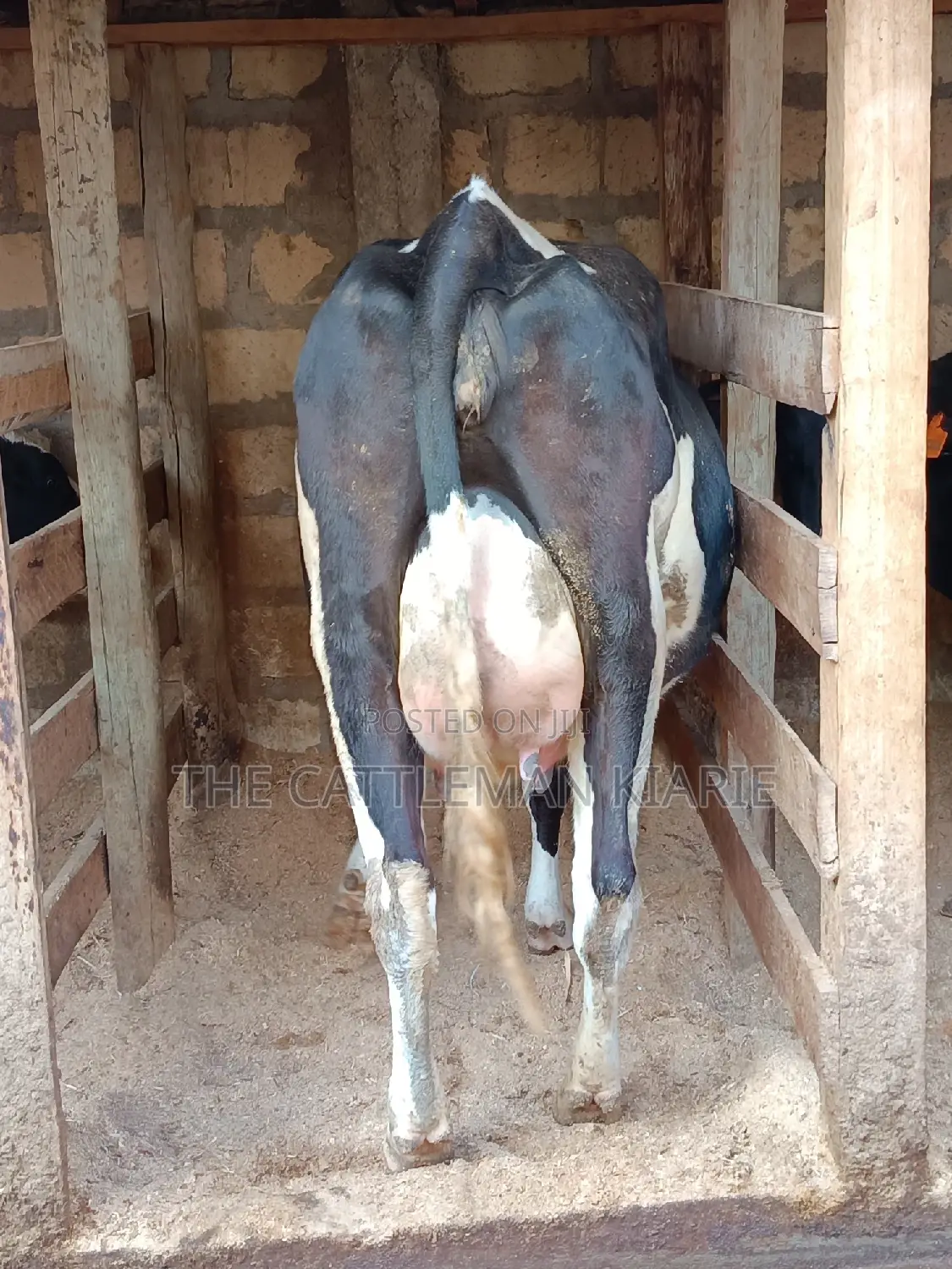 Friesian Heifer For Sale In Githunguri
