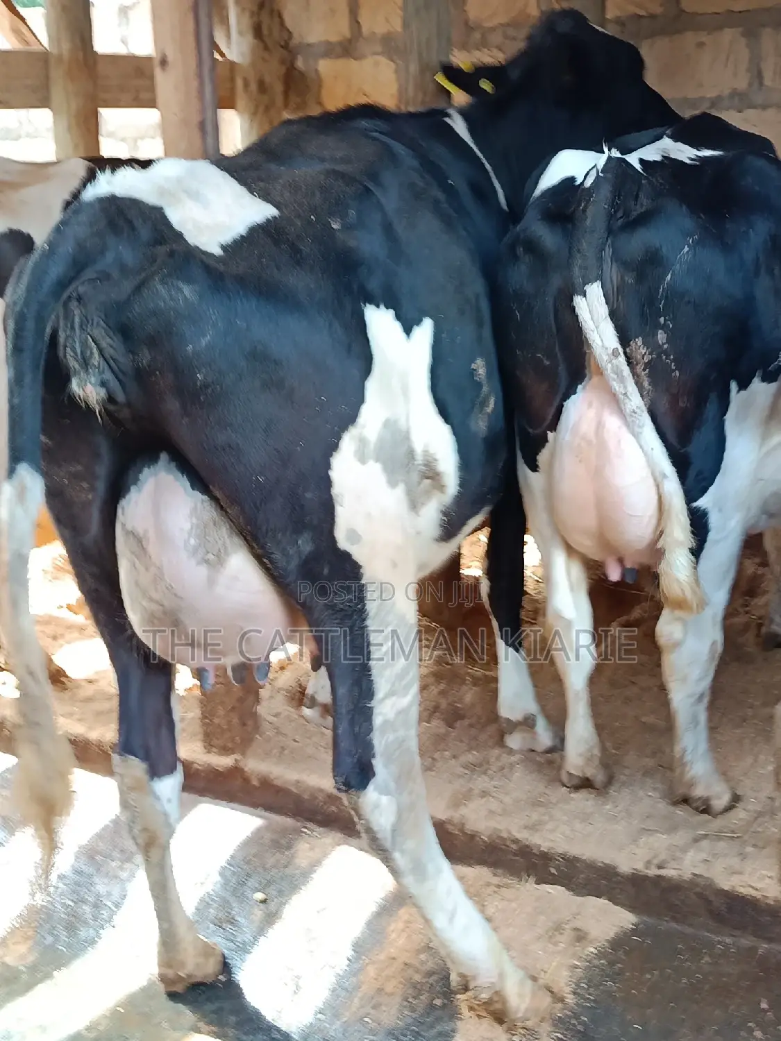 Friesian Heifer For Sale In Githunguri