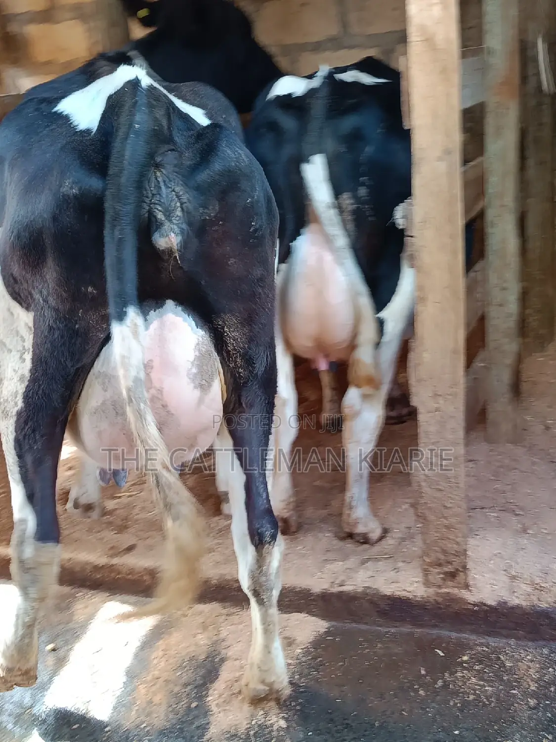 Friesian Heifer For Sale In Githunguri