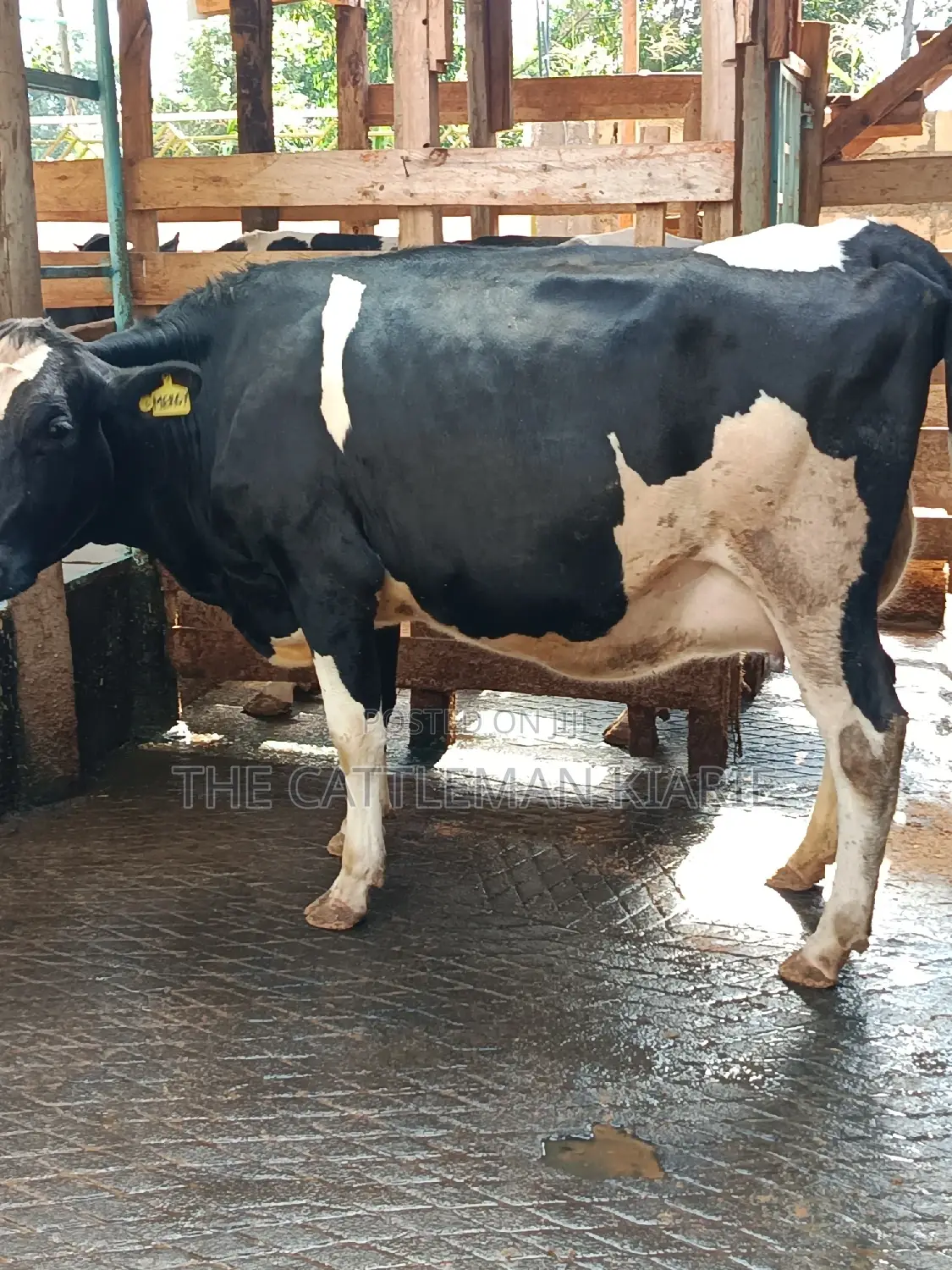 Friesian Heifer For Sale In Githunguri