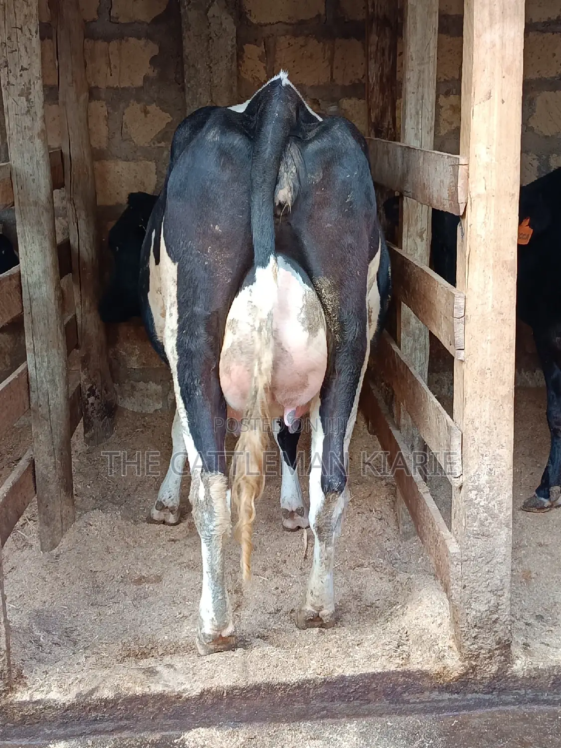Friesian Heifer For Sale In Githunguri