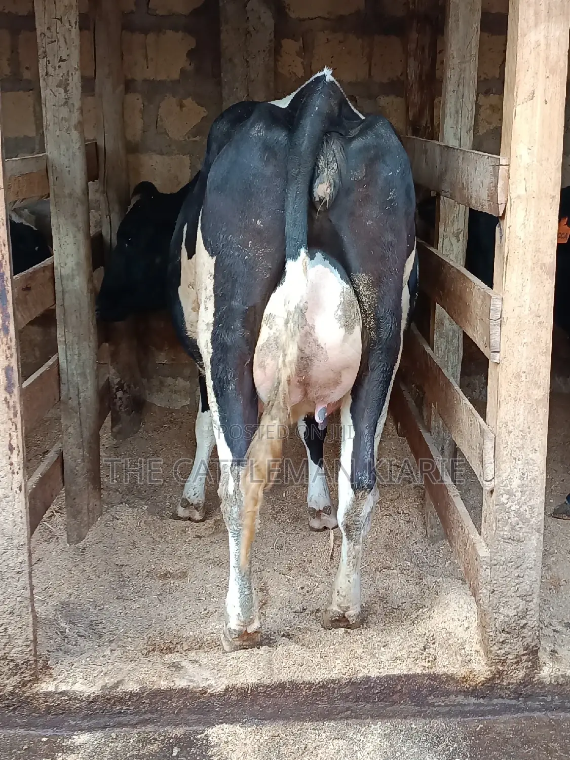 Friesian Heifer For Sale In Githunguri