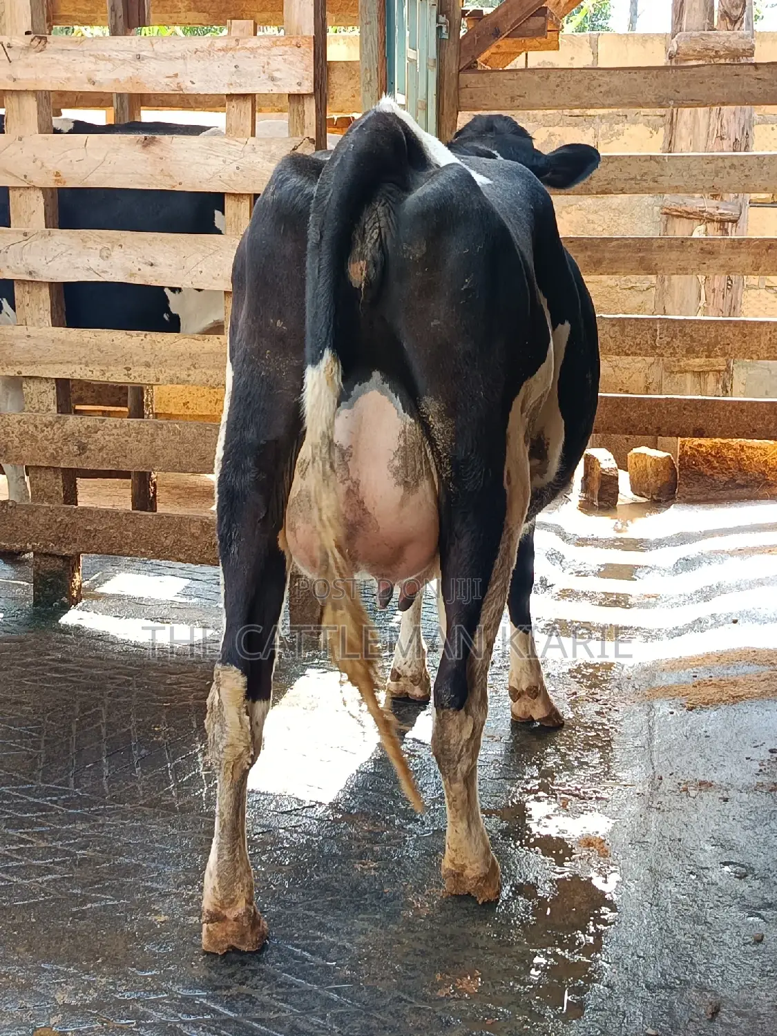 Friesian Heifer For Sale In Githunguri