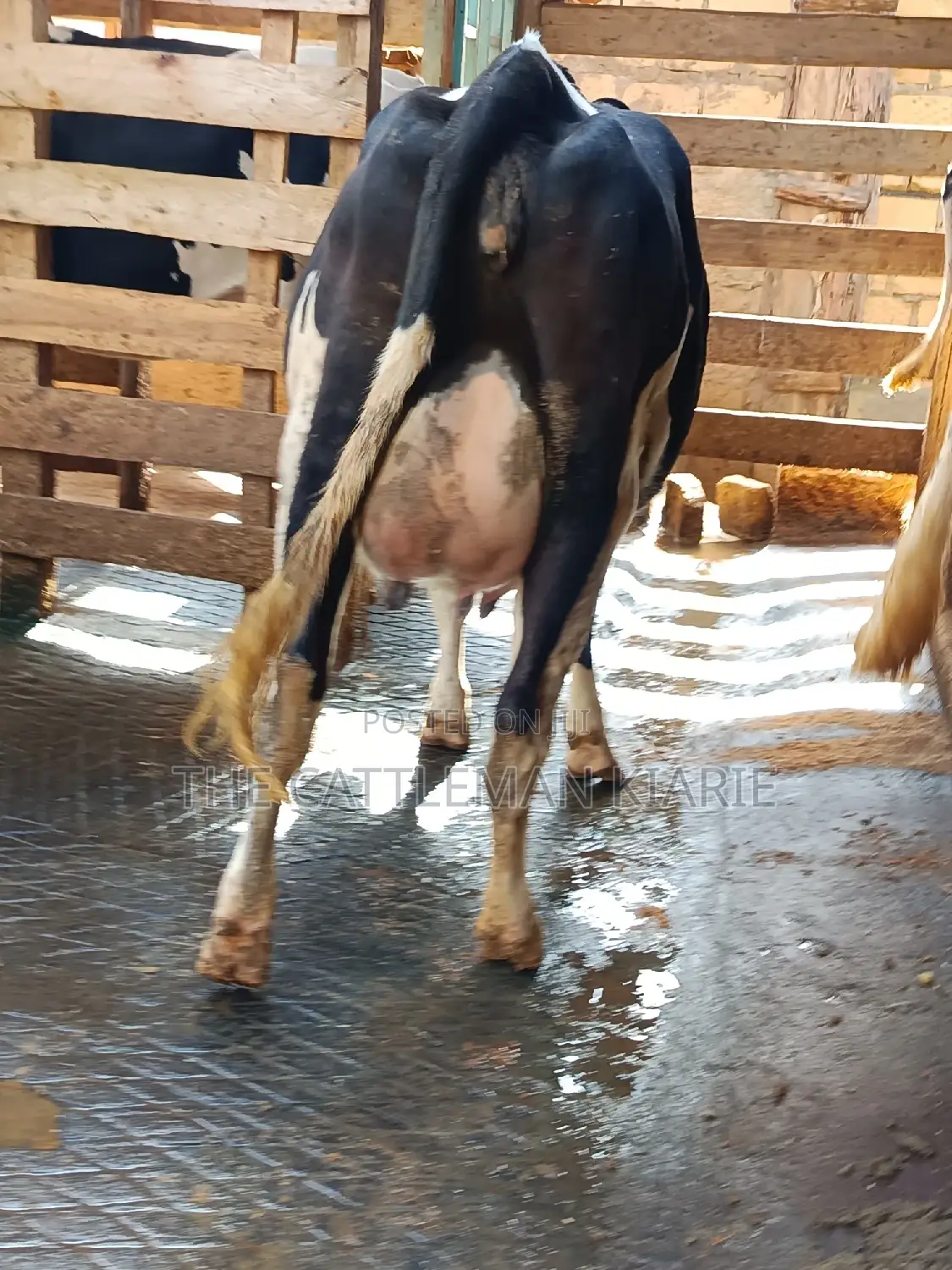 Friesian Heifer For Sale In Githunguri