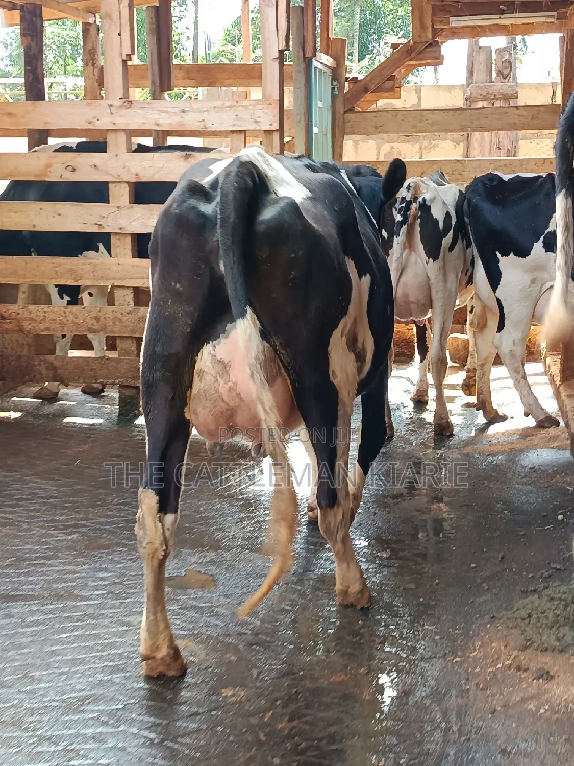 Friesian Heifer For Sale In Githunguri