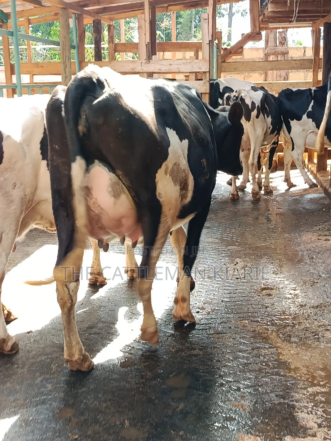 Friesian Heifer For Sale In Githunguri