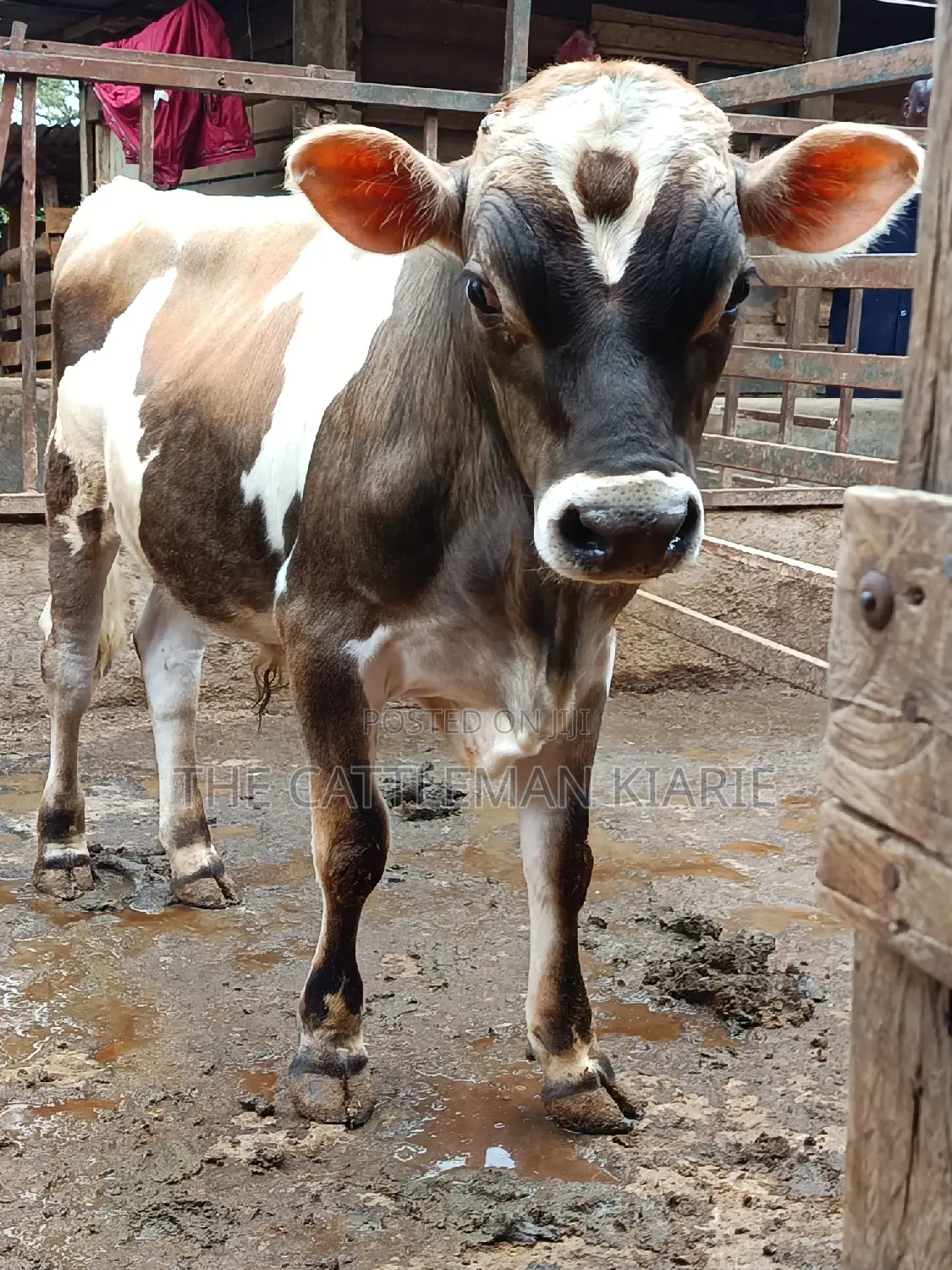 Jersey Bull for Sale