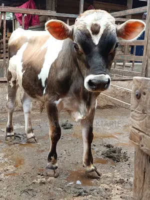 Jersey Bull for Sale