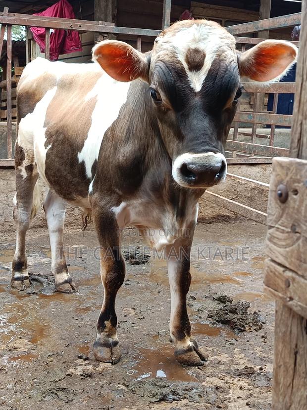 Jersey Bull for Sale - main view