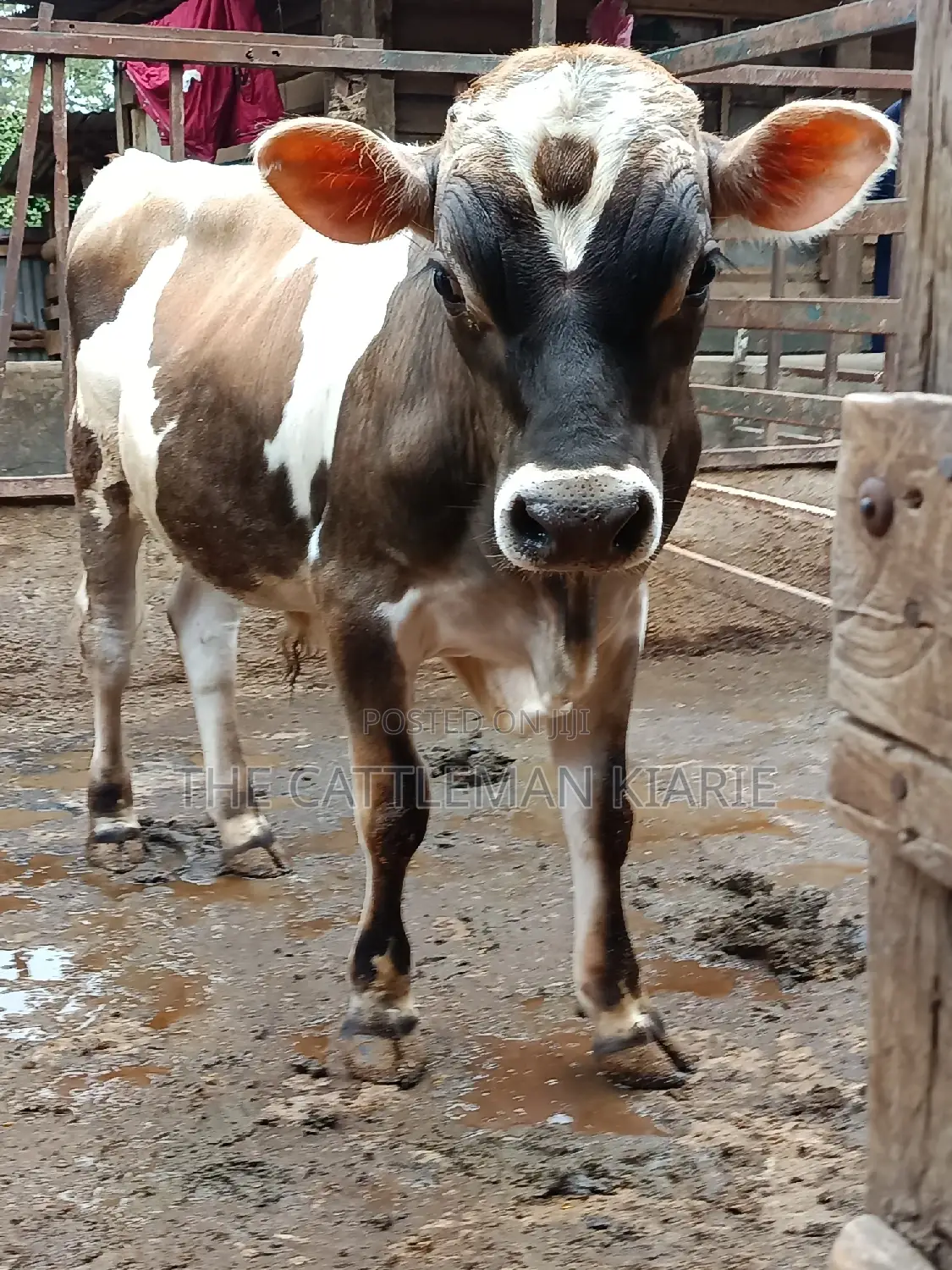 Jersey Bull for Sale