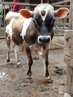 Jersey Bull for Sale