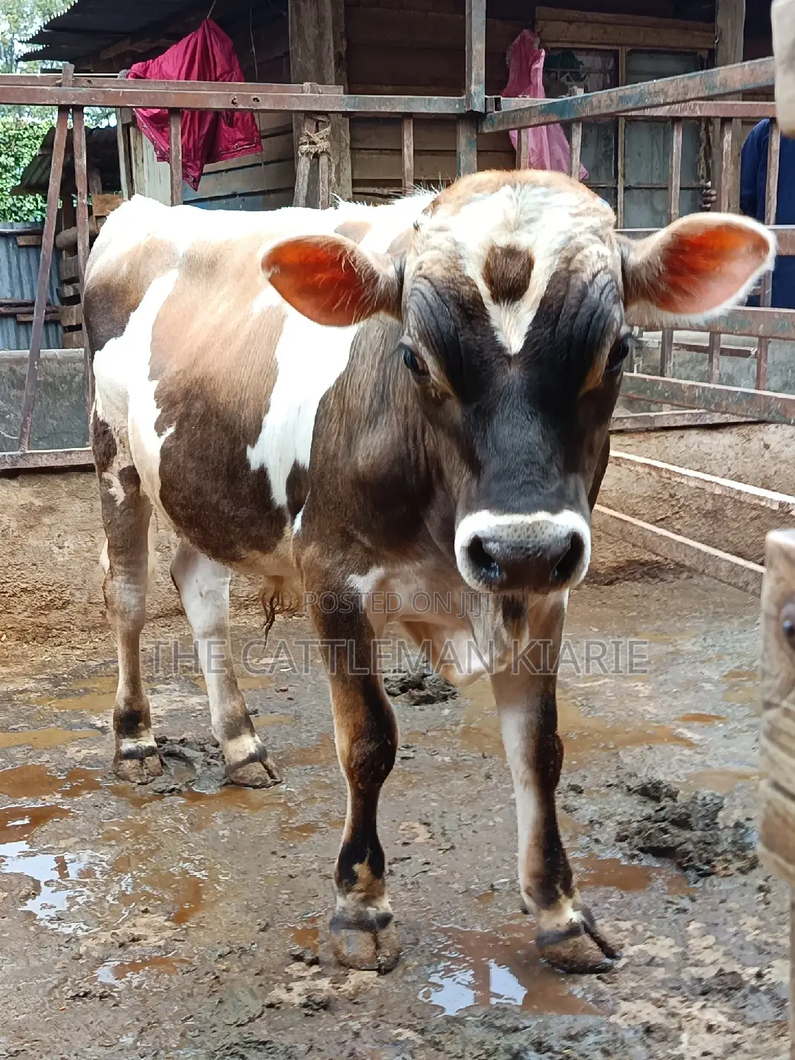 Jersey Bull for Sale
