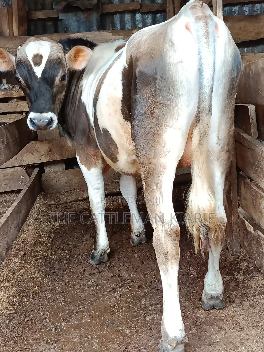 Jersey Bull for Sale