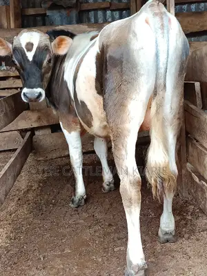 Jersey Bull for Sale
