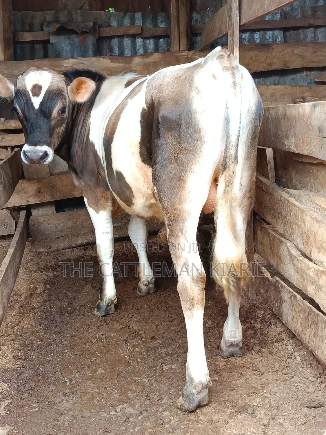 Jersey Bull for Sale