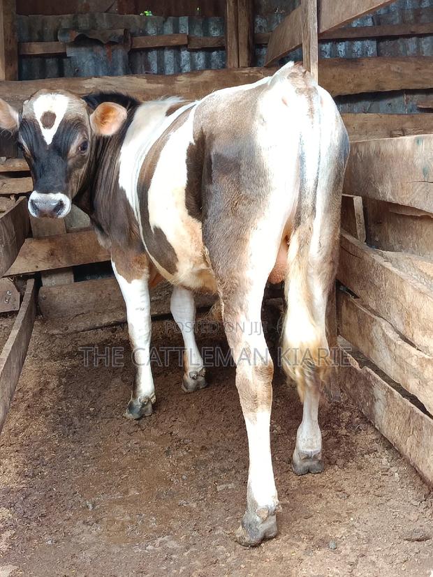Jersey Bull for Sale - thumbnail 5