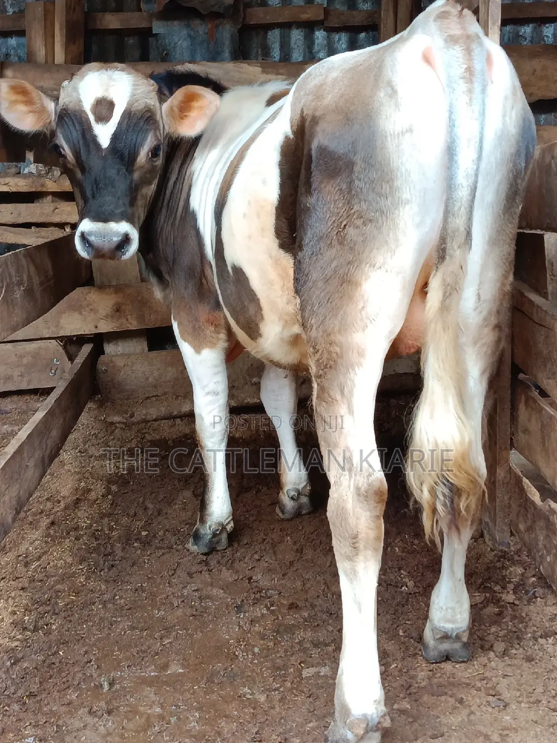 Jersey Bull for Sale