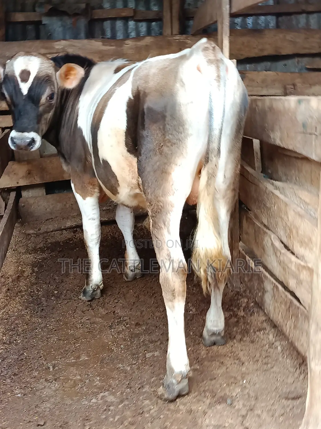 Jersey Bull for Sale