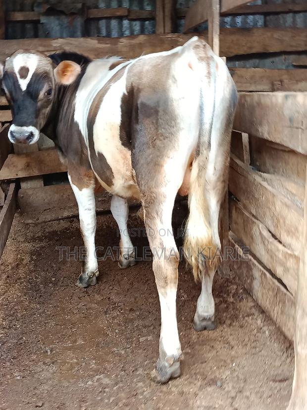 Jersey Bull for Sale - thumbnail 7