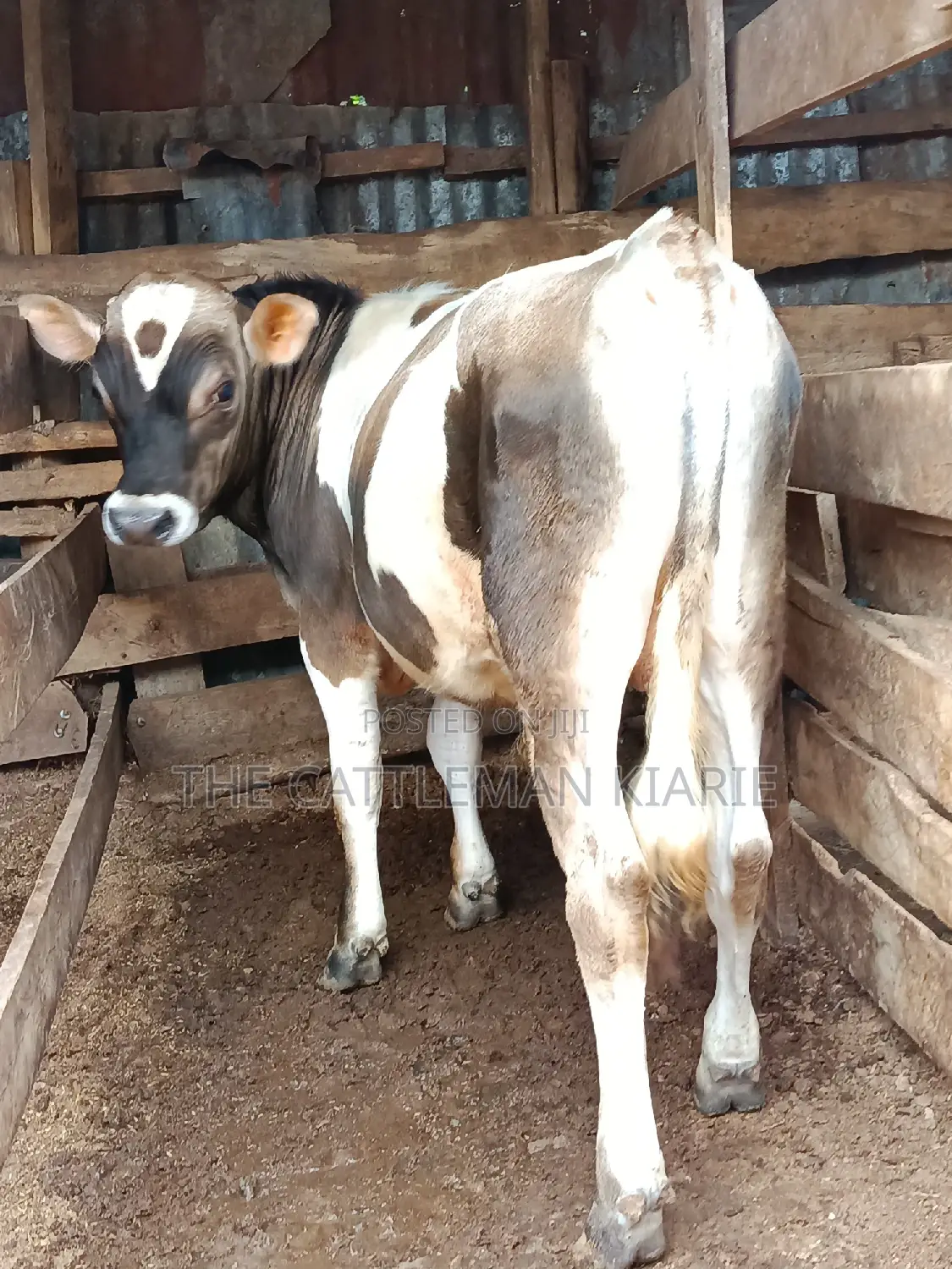 Jersey Bull for Sale