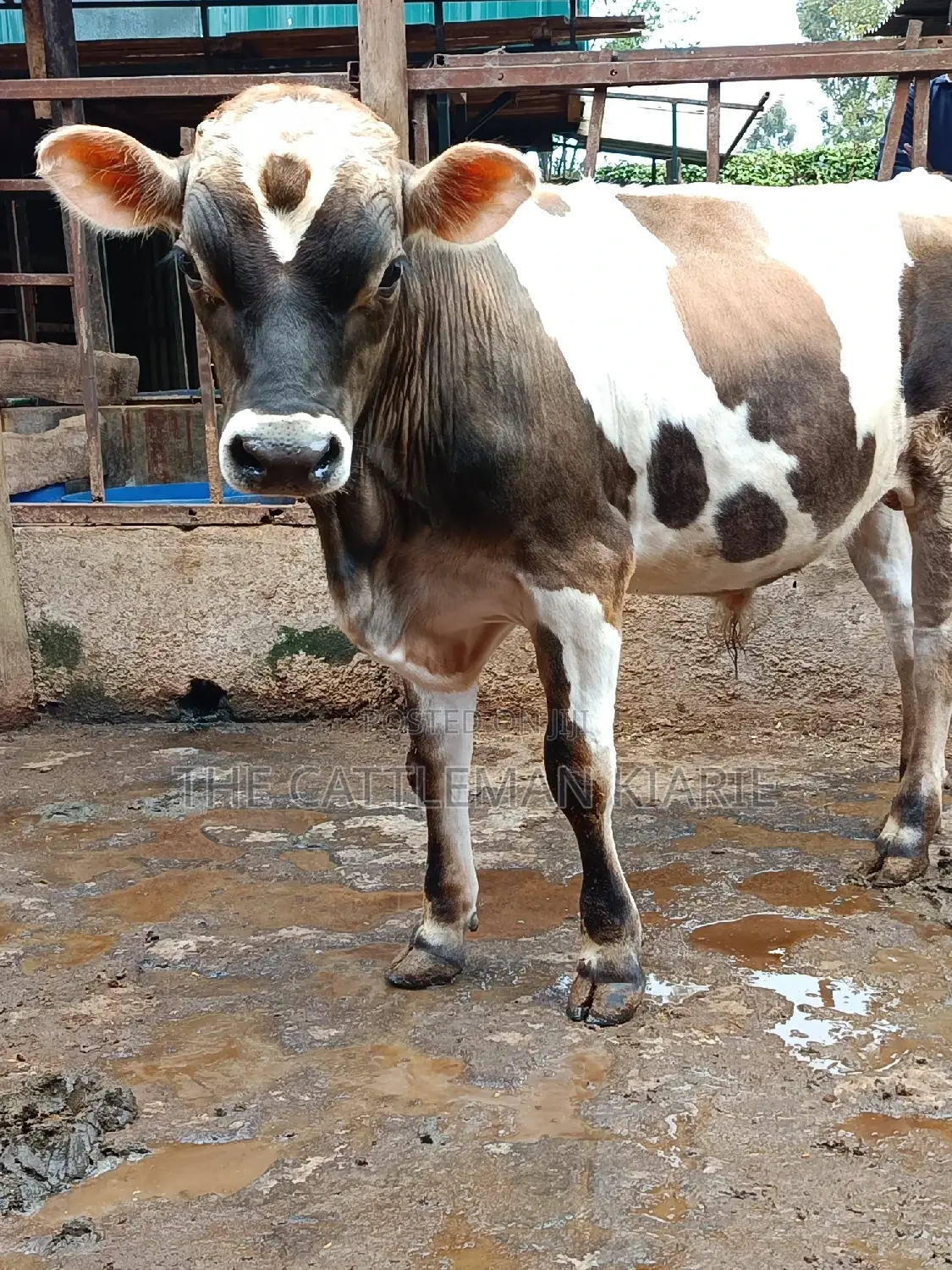 Jersey Bull for Sale