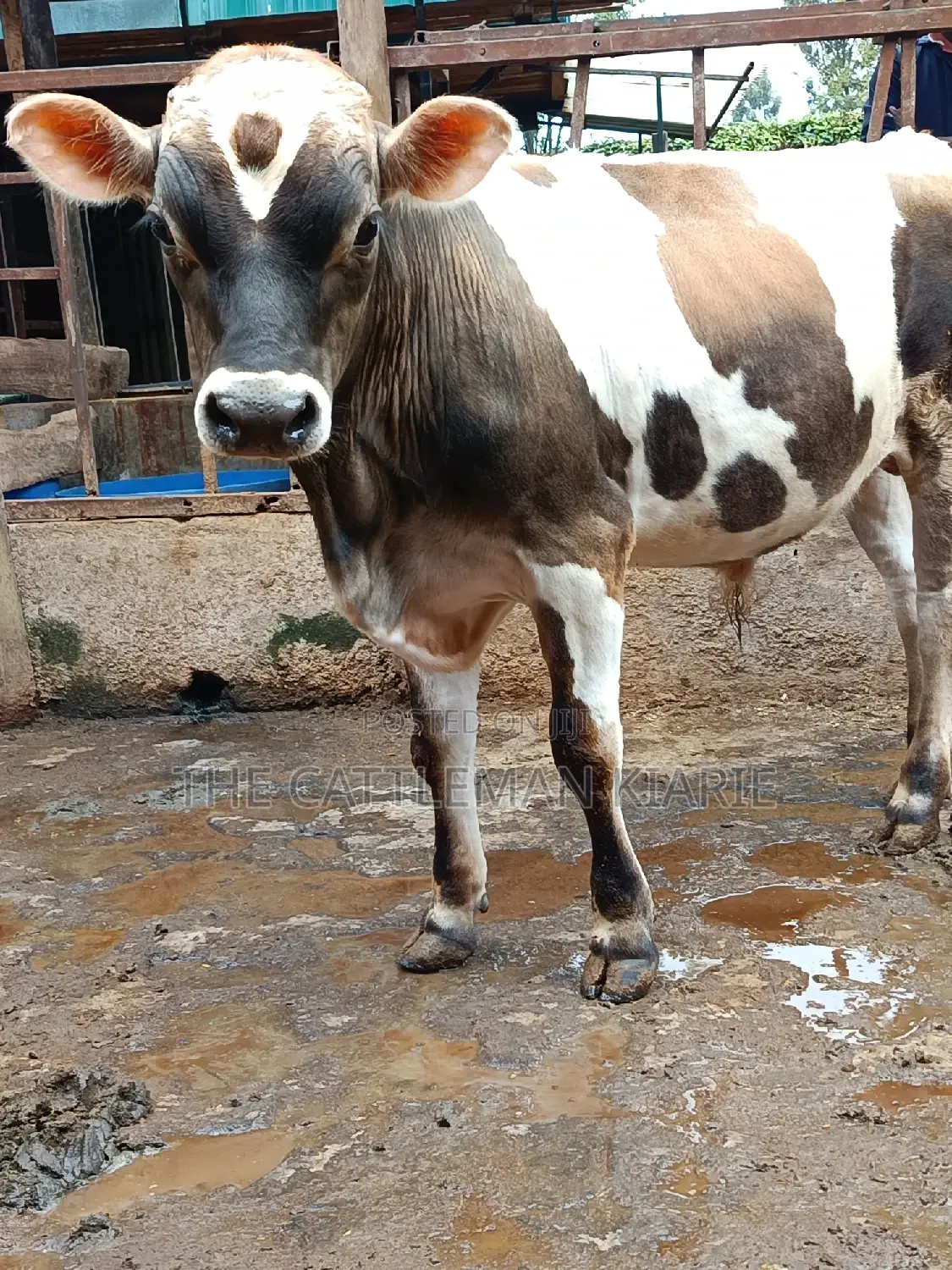 Jersey Bull for Sale