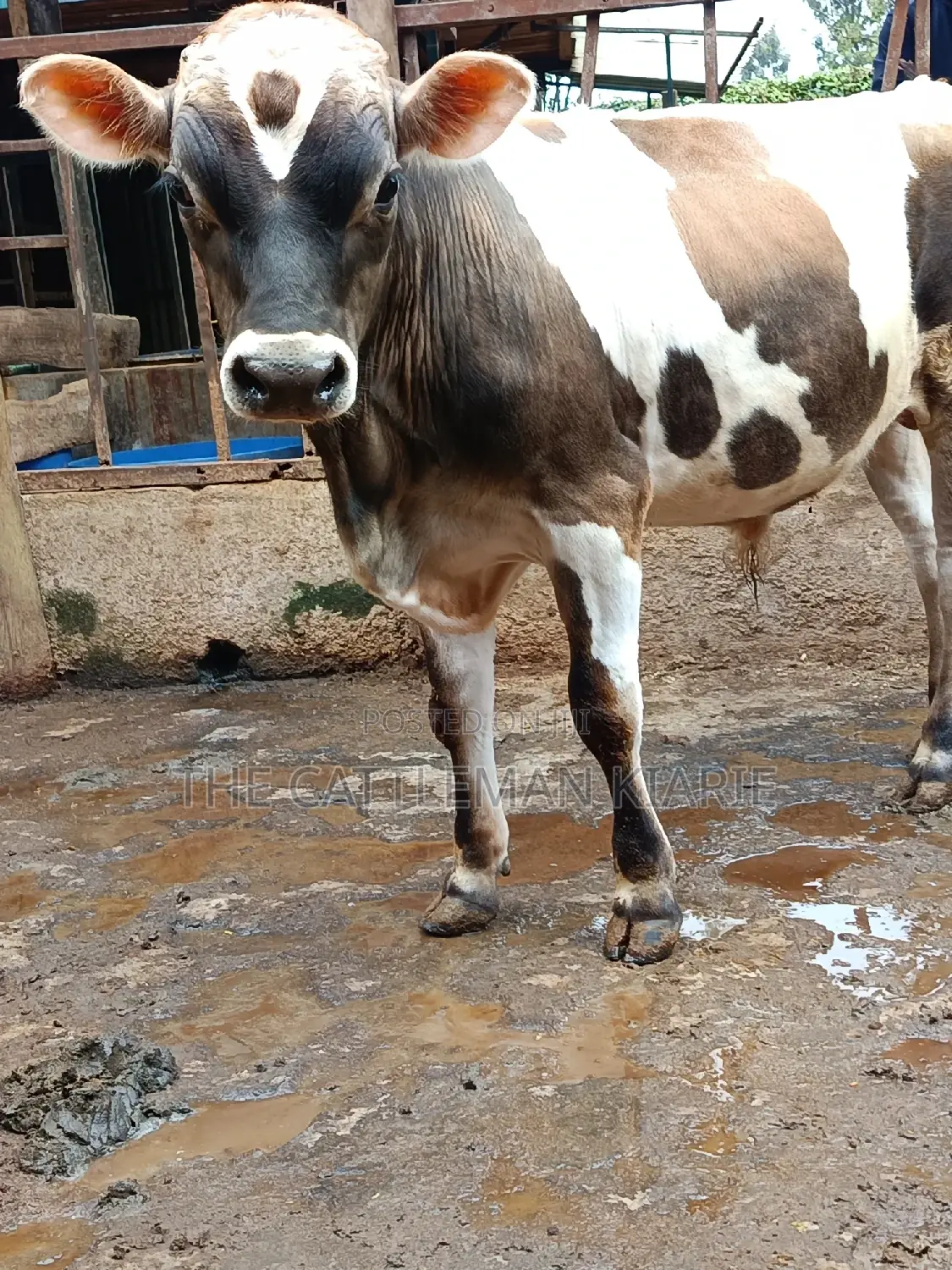 Jersey Bull for Sale