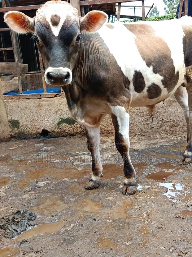 Jersey Bull for Sale - thumbnail 11