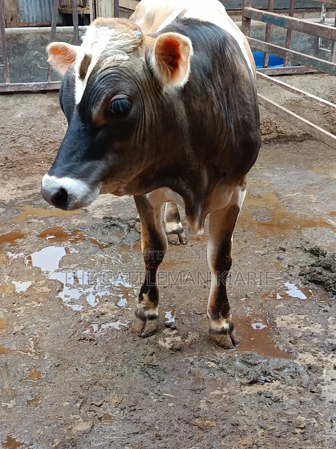 Jersey Bull for Sale