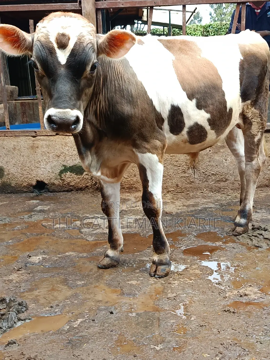 Jersey Bull for Sale