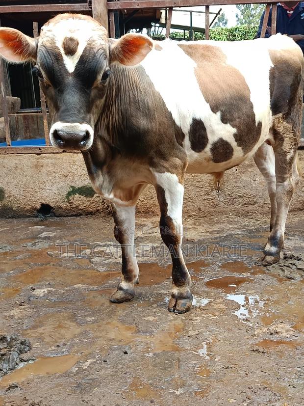 Jersey Bull for Sale - thumbnail 13