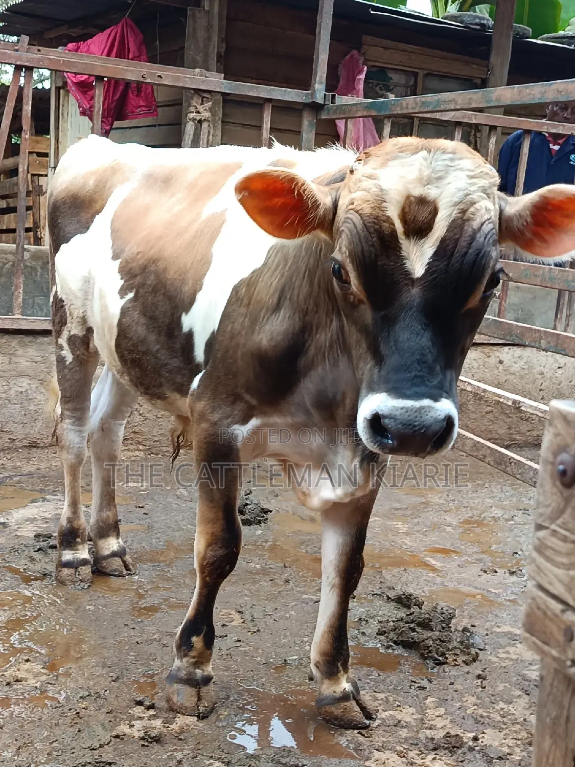 Jersey Bull for Sale