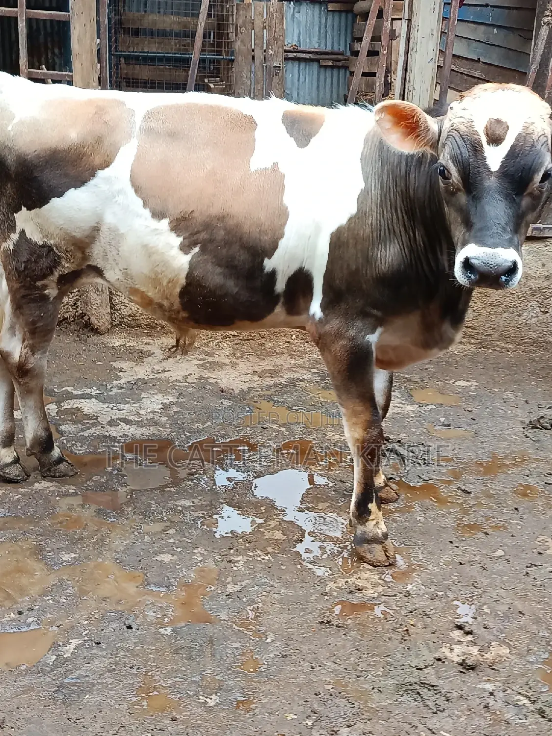 Jersey Bull for Sale