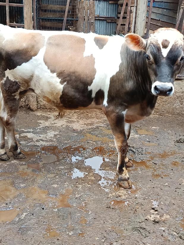 Jersey Bull for Sale - thumbnail 15