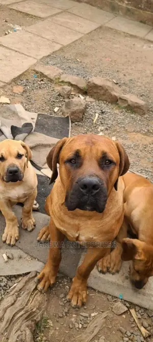 6-12 months Male Purebred Boerboel