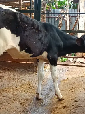 Friesian Calf for Sale