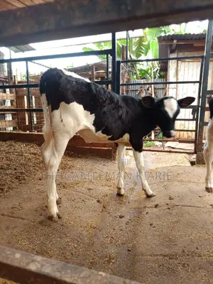 Friesian Calf for Sale