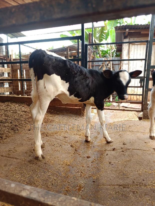 Friesian Calf for Sale - thumbnail 2
