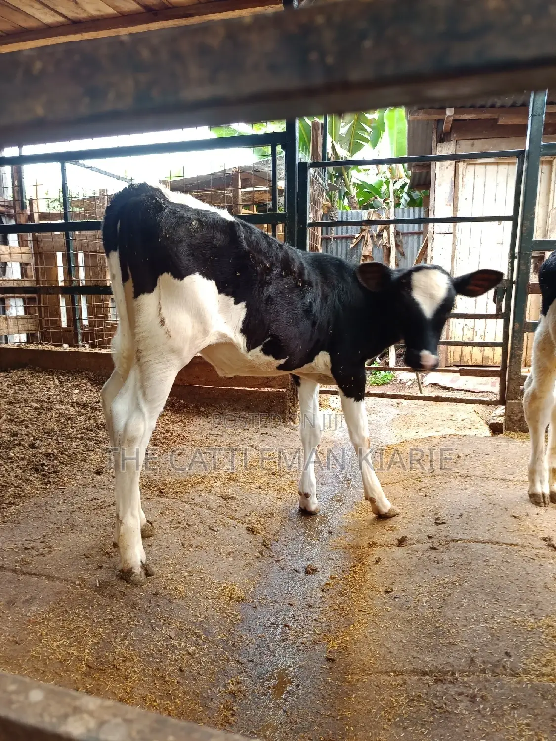 Friesian Calf for Sale