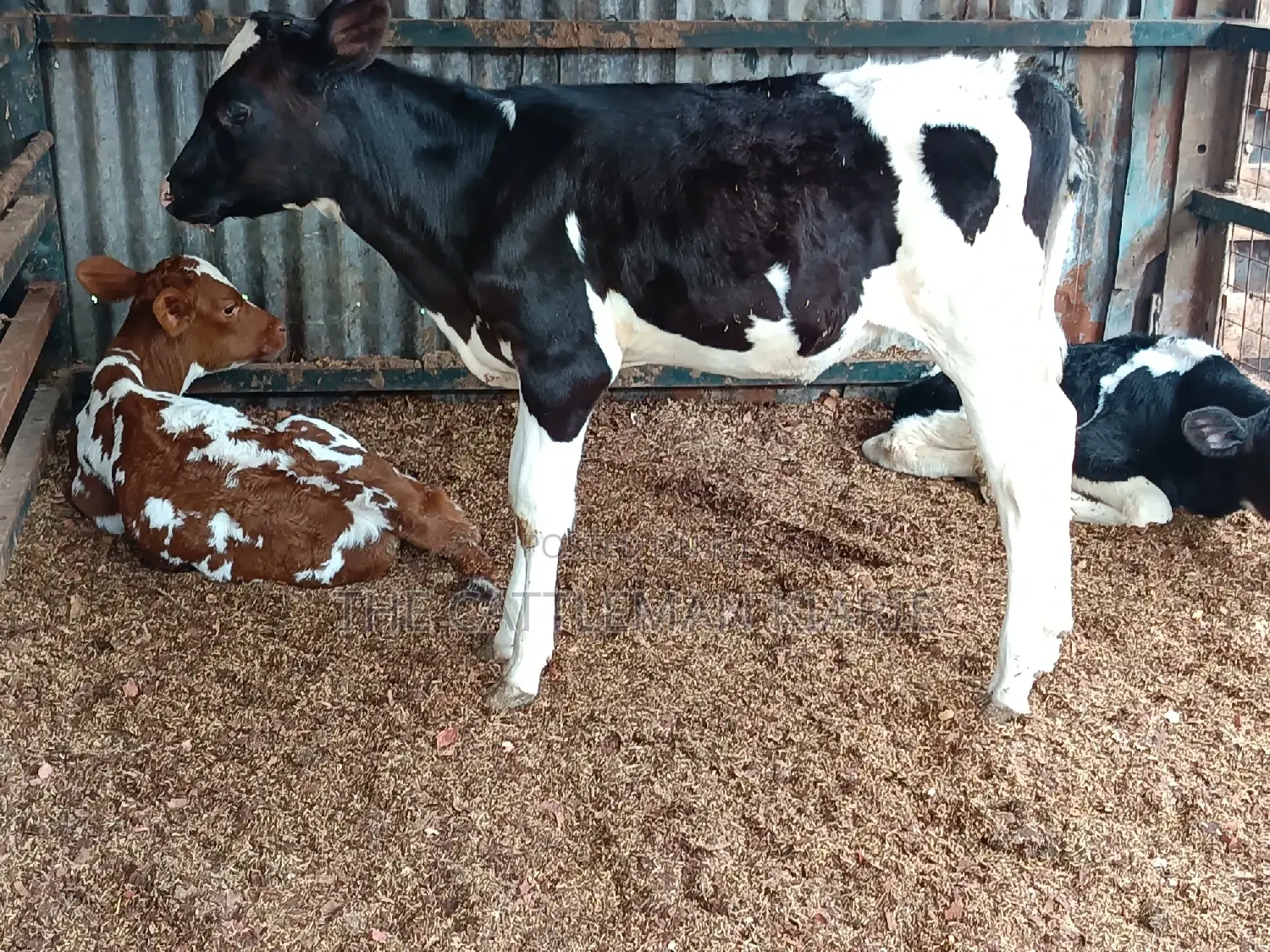 Friesian Calf for Sale