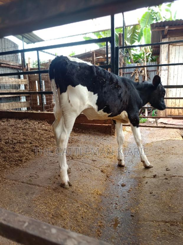 Friesian Calf for Sale - thumbnail 5