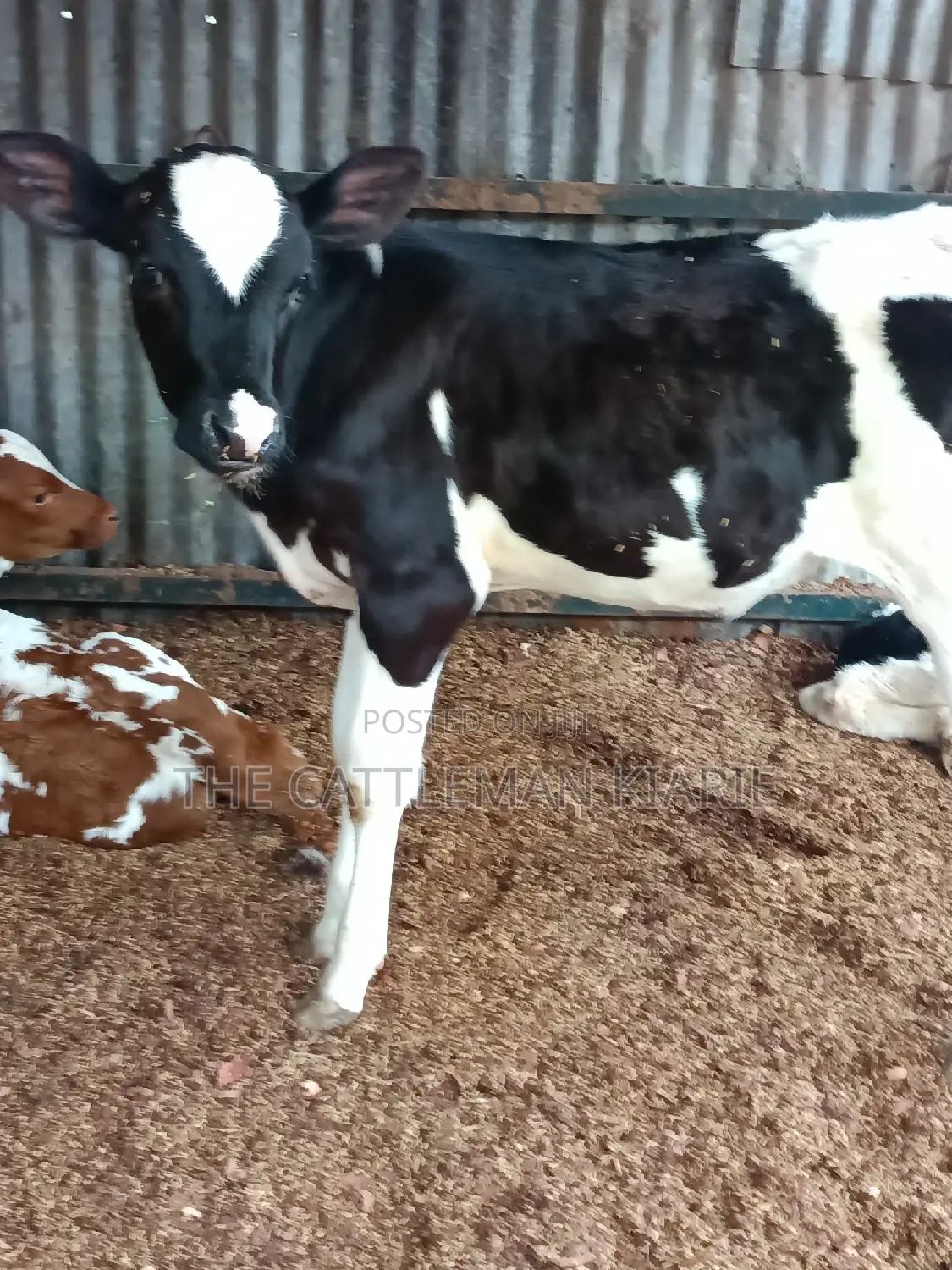 Friesian Calf for Sale
