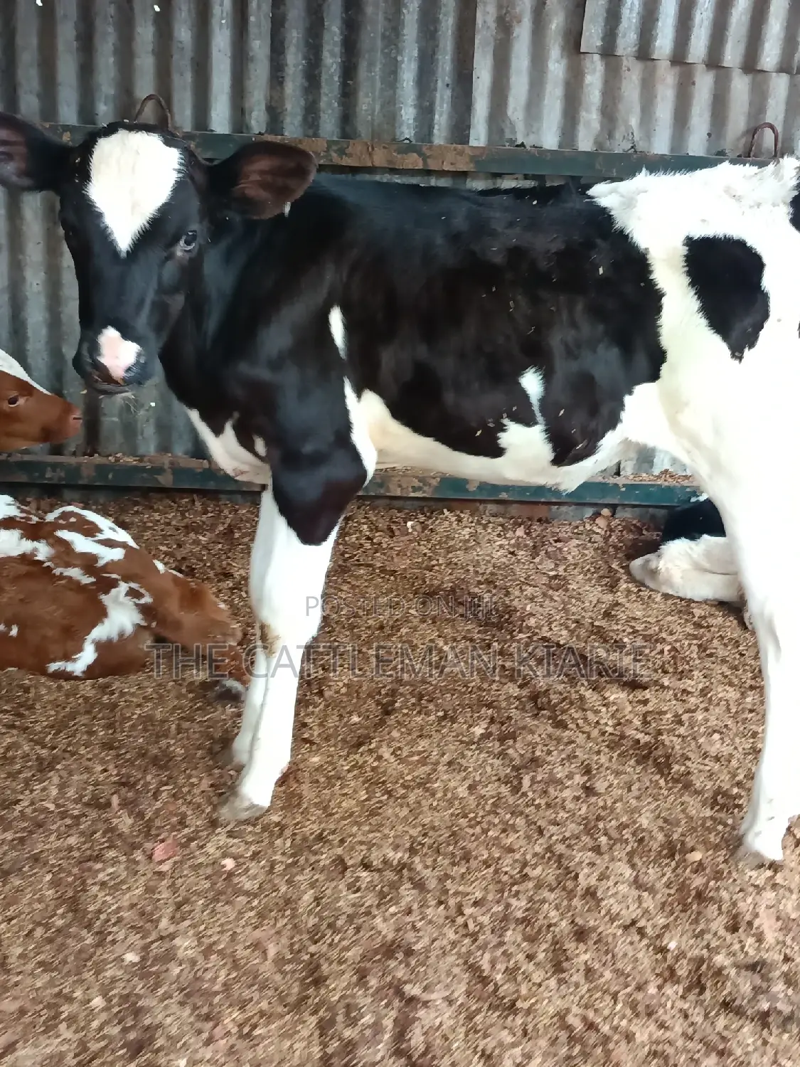 Friesian Calf for Sale