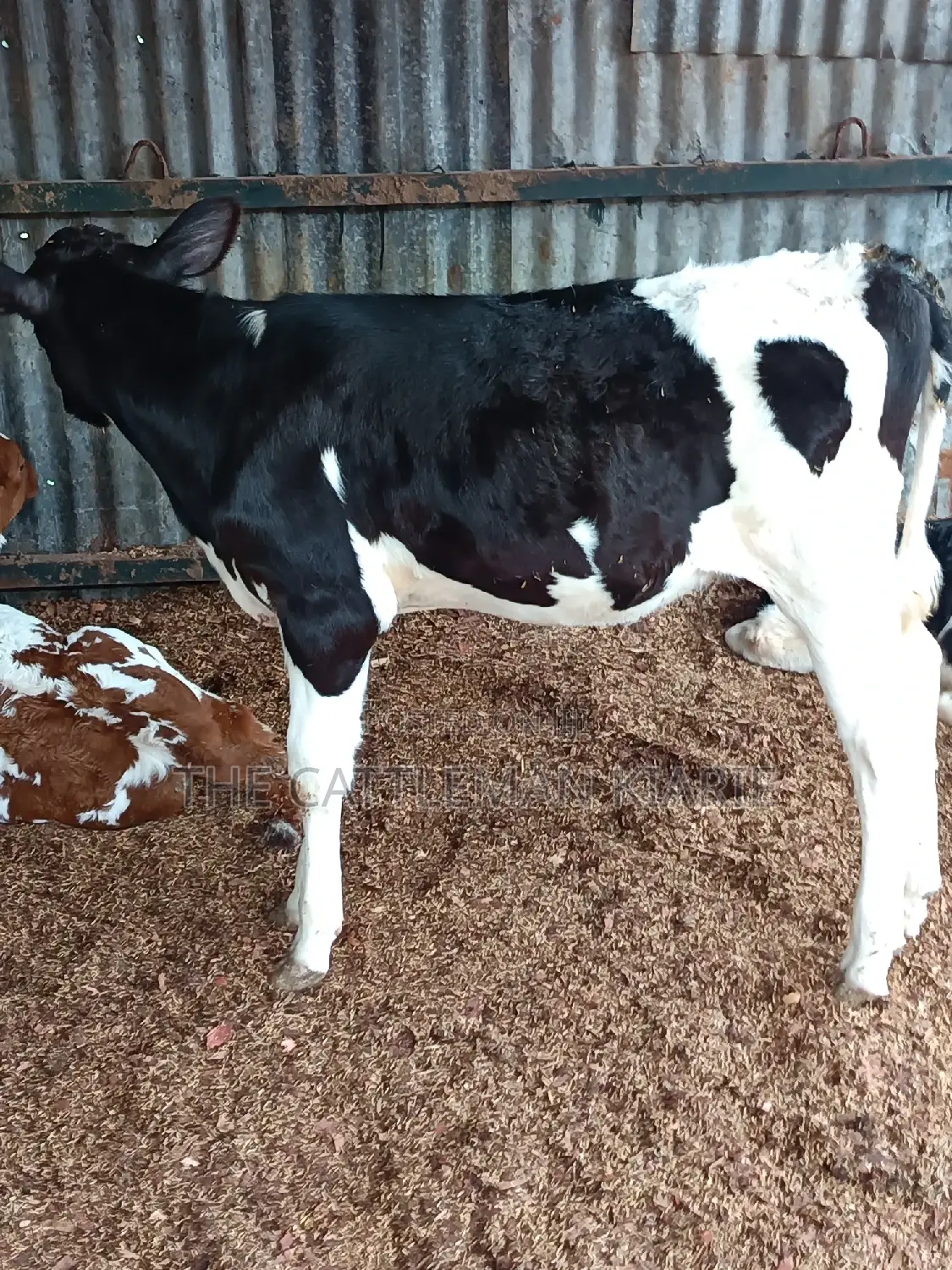 Friesian Calf for Sale