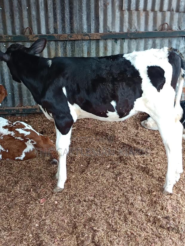 Friesian Calf for Sale - thumbnail 8