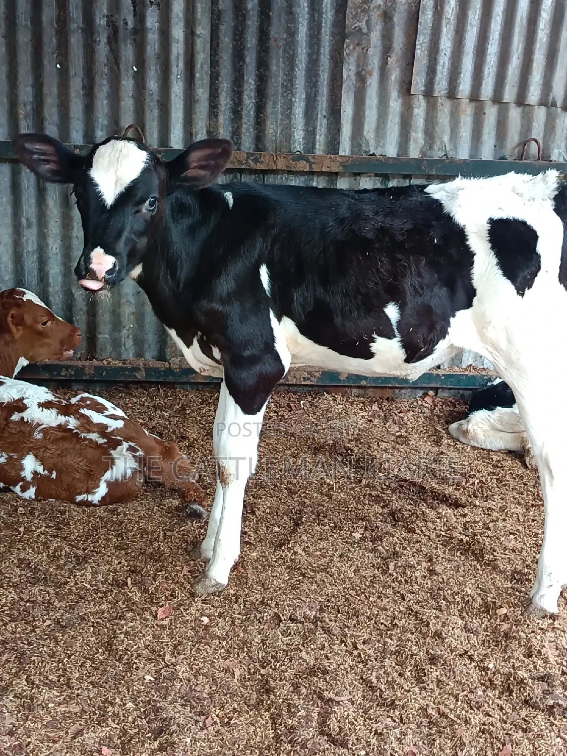 Friesian Calf for Sale