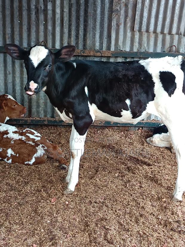 Friesian Calf for Sale - thumbnail 9